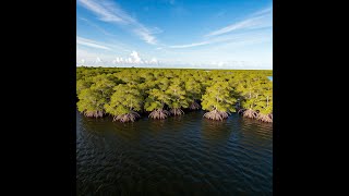 Hutan Mangrove Everglades: Permata Tersembunyi di Florida #ai #technology @aprialdi22 #2025 18012025