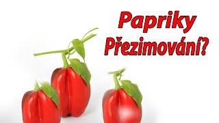 papriky - přezimování