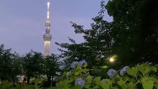 東京スカイツリー　ライトアップ　虹色　☆　隅田公園　アジサイの花　紫陽花　✿　Tokyo Skytree Hydrangea　Sumida park　♬　2022年 5月27日　台東区