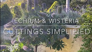 Echium \u0026 Wisteria Cuttings Simplified