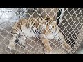 lion at peshawar zoo