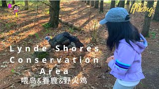 多伦多周边徒步/喂鸟/野火鸡/看鹿 Hiking and Feeding Wildlife in Lynde Shores Conservation Area, Whitby, Ontario