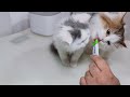 testing a $10 kitten water fountain will my kittens use it