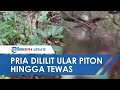 Ular Piton Sepanjang 5 Meter Lilit Seorang Pria di Bone hingga Tewas, Warga Langsung Bunuh Ular Itu