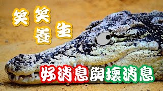 【笑笑養生】🎁好消息與壞消息⛳🐊 | Good news and bad news | 笑話大全 | 2021