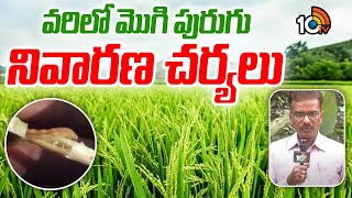 Measures To Prevent Rice Borer | వరిలో మొగి పురుగు నివారణ చర్యలు | Matti Manishi | 10TV