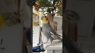 Keep your knees strong and you too cam dance like Yums #bird #cockatiel #parrot