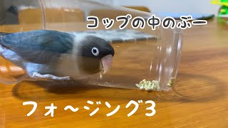 フォージングするインコ③【ボタンインコのぶーちゃんとウロコインコのみみちゃん】