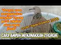 cara/tutorial menjinakkan burung tekukur dengan menggunakan sangkar layang#menjinakkantekukur