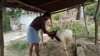 போர் ஆடு பயிற்சி மற்றும் பொழுதுபோக்கு Warrior goat training and entertainment