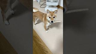 今日のこはるちゃん　#豆柴こはる#柴犬#Shiba Inu#かわいい犬#日本犬