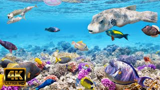 Under Red Sea 4K - Incredible Underwater World - Relaxation Video stress relife- #1