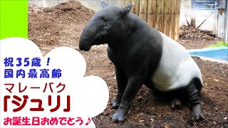 【福岡市動物園】祝35歳！国内最高齢、マレーバク「ジュリ」お誕生日おめでとう♪