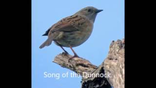 The Song Of A Dunnock,( Hedge Sparrow) By BJHunter  (c)