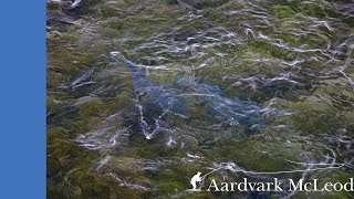 Hitch Fishing on Laxa I Dolum, Iceland