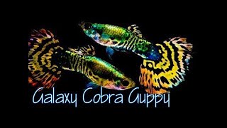 Galaxy cobra for sale