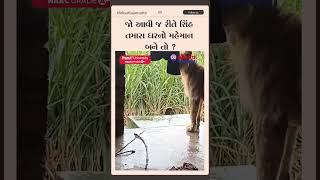 જો આવી જ રીતે સિંહ તમારા ઘરનો મહેમાન બને તો ?