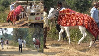 बैलजोड़ी पट प्रतियोगिता बैल गाड़ी से उतरते हुए | बाबा भाई इंदावाड़ी | gadi unload hote hue