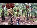 Harvesting Fruit Oil Palms Using Sharp Sickles