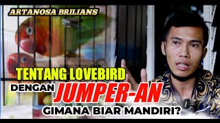 CARA BIKIN LOVEBIRD JUMPERAN MANDIRI DIGANTANGAN