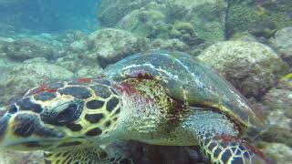 Fernando de Noronha Scuba Diving — Clearest Ocean Water in the World