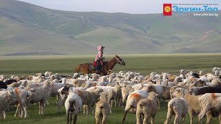 Нарын жана Ат-Башы районунун малчыларынын жайыт талашы