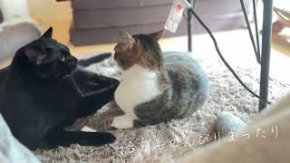 【美味しい…？】猫とのんびりまったりな日常