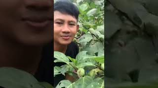 Mursid Makan Buah Kecubung #shorts #tiktok #mursid #trending #kecubung