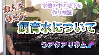 《水槽の飼育水》元気に長生きさせるのに1番大事な 水 について考える             《水槽の中の地下》《アクアリウム》