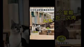 导员：背后凉飕飕的  #猫meme #funny #搞笑 #喵不可言 #cat #猫meme小剧场 #shorts