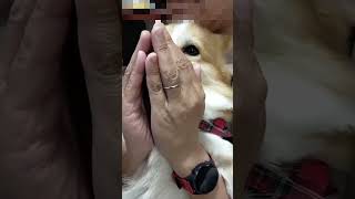 うざ絡みされる犬 / Dog that get tangled up in annoyance #shorts #尻尾ありコーギー #corgi