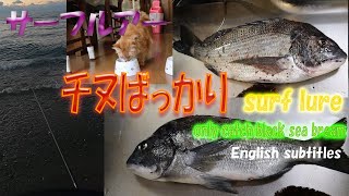 【高知釣り】サーフルアー！チヌばっかり🐈only catch black sea bream