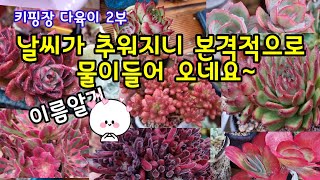 키핑장 다육이 이제 제대로 물들기 시작 하네요~이웃님 자리빼기 신입도 소개해요~😄하나씩 눈맞춤 해요 ~~🌺