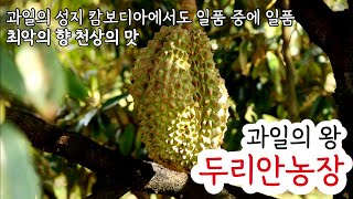 과일의 왕 두리안 맛은 좋지만 향은 최악이라고?? 농장에서 바로 먹으면 얘기가 다르지!