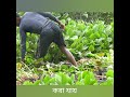 floating cultivation system making part 1 ভাসমান বেড তৈরি প্রথম পর্ব