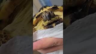 [호스필드 육지거북] 폭풍성장, 3년차, 무럭무럭 잘 크고 있습니다! 😆🐢, Horsfield, Tortoise