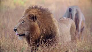 Lions maul suspected rhino poachers on African game reserve