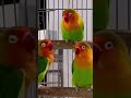 Pure Wild Type | Best way to improve quality | Must have for every aviary