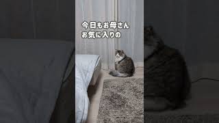 記念日だって猫はおかまいなし【ノルウェージャンフォレストキャット】＃Shorts