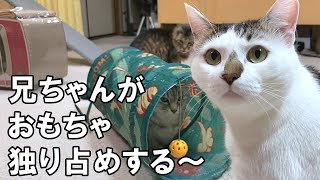 保護猫たちにおもちゃを買って来たら、猫たちのリアクションに私たちの方が幸せな気持ちになりました…【老猫保護】