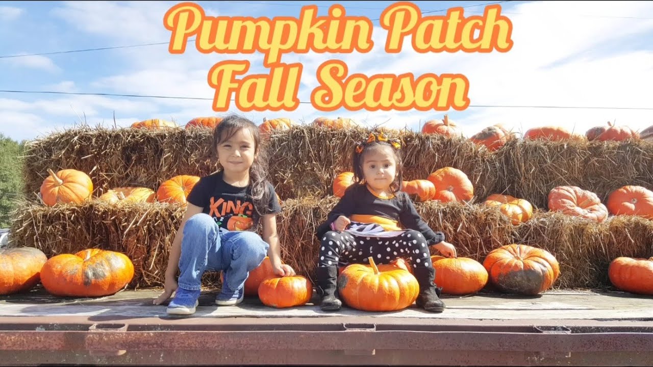 Field Trip At The Pumpkin Patch | Pumpkin Patch | Fall Season | Autumn ...