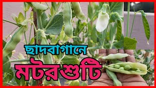 মটরশুটি চাষ পদ্ধতি ও সম্পূর্ণ পরিচর্যা ।। Peas cultivation process