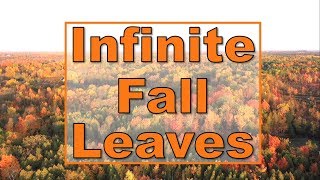 Infinite Fall Colour Autumn Leaves on Beaver Lake 2019