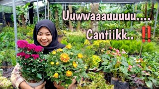 Tanaman Hias Cantik Dan Baru Niihh ‼️