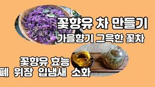 꽃향유 가을에향기를 마셔요 꽃향유효능 폐와위장 입냄새 소화를 도와줍니다