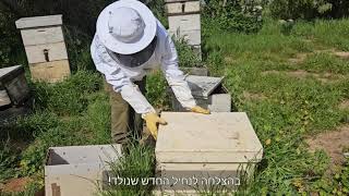 איסוף נחיל דבורים משכונת מגורים 26/3/24 - יאיר לופו