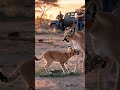 rescuers save the life of a trapped cub caracal