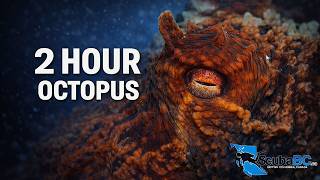 2 Hours with Octopus in 4K | Relaxing Underwater Film – British Columbia
