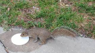 Thursday Thirsty Squirrel