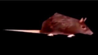 Rat Spinning horizontally (Warning: very scary)